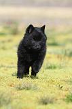 SCHIPPERKE 192